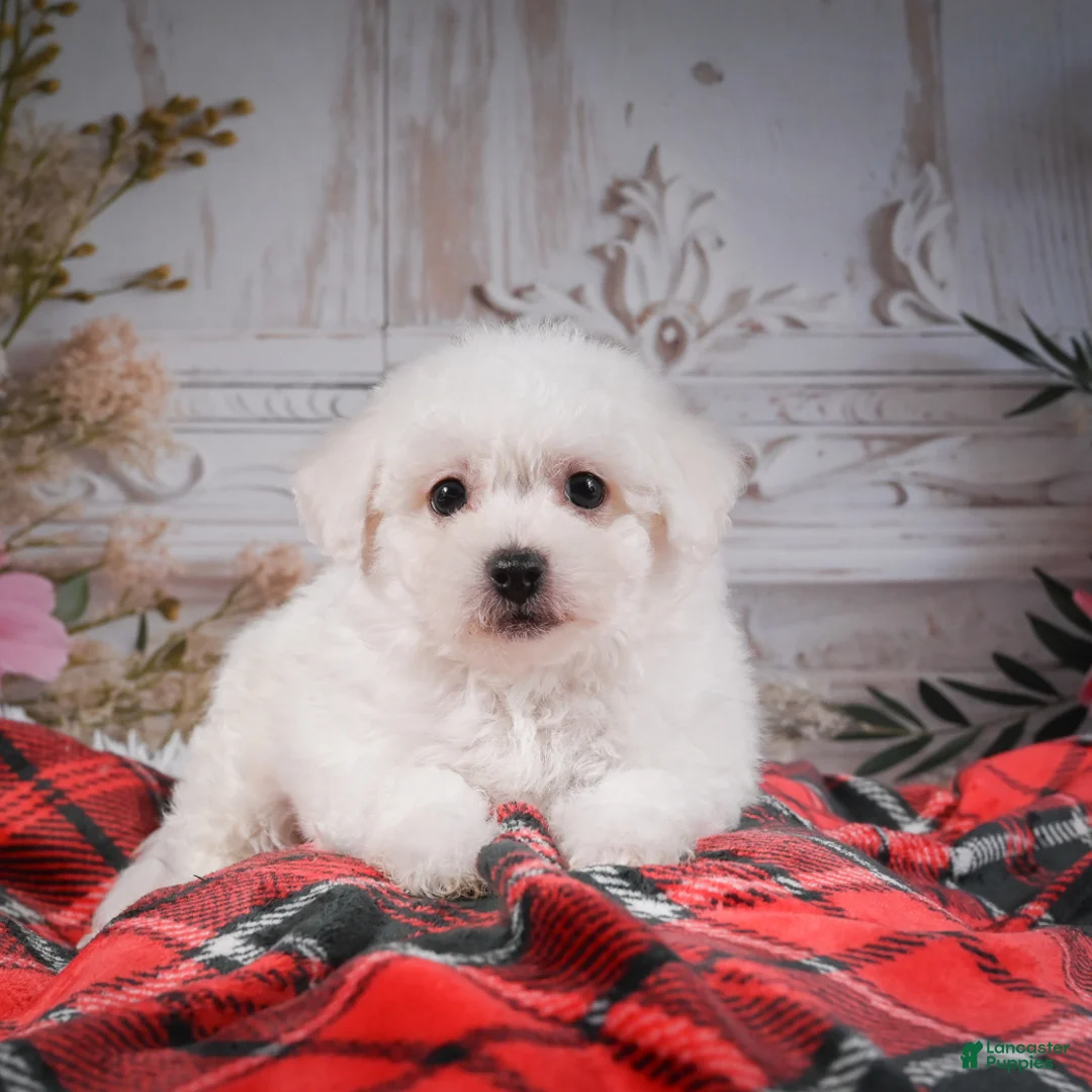 Bichon Frise dogs for sale: AKC-Rosie - Ad 1