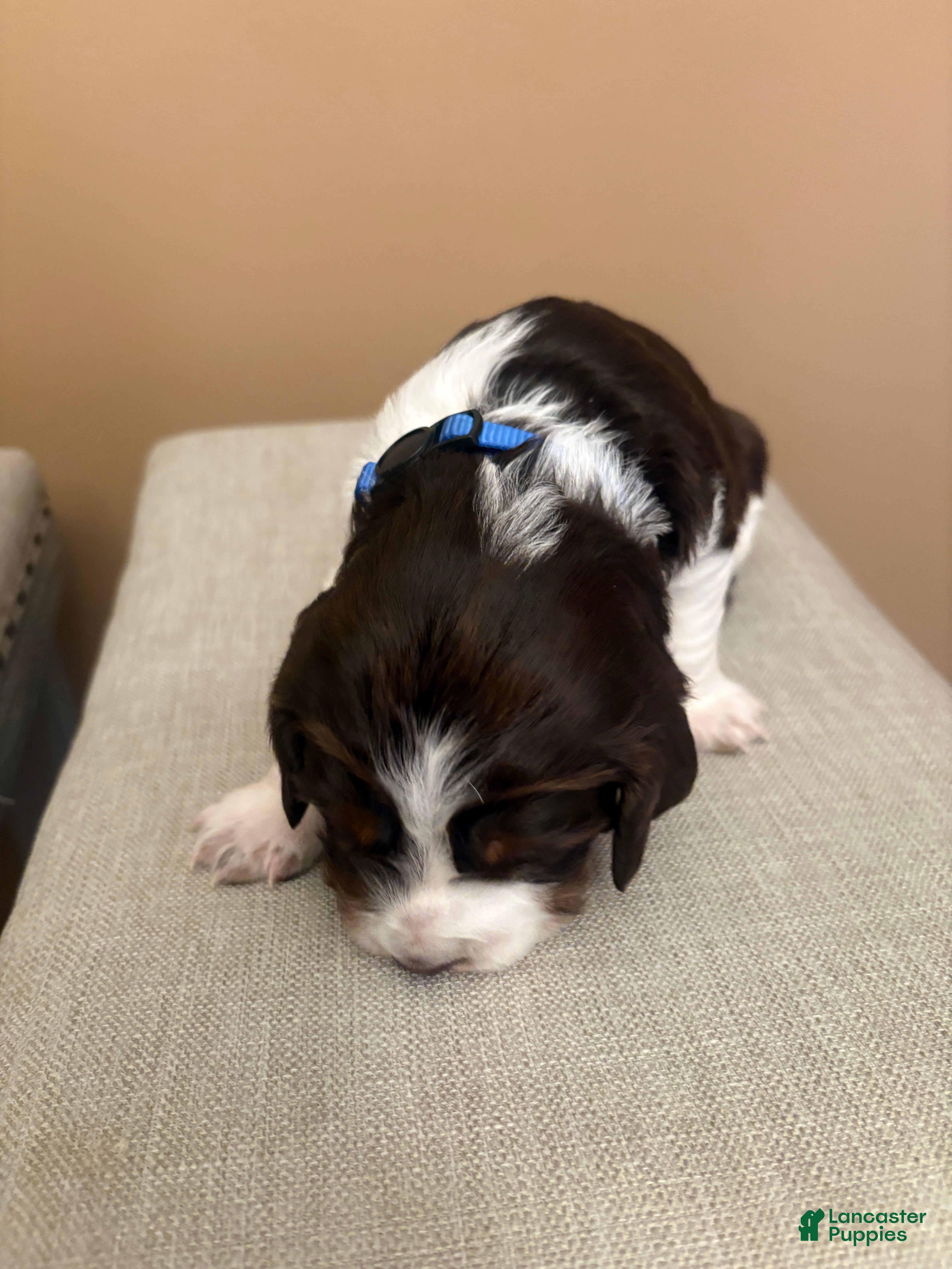 English Springer Spaniel dogs English Springer Spaniel 6 - Ad 2