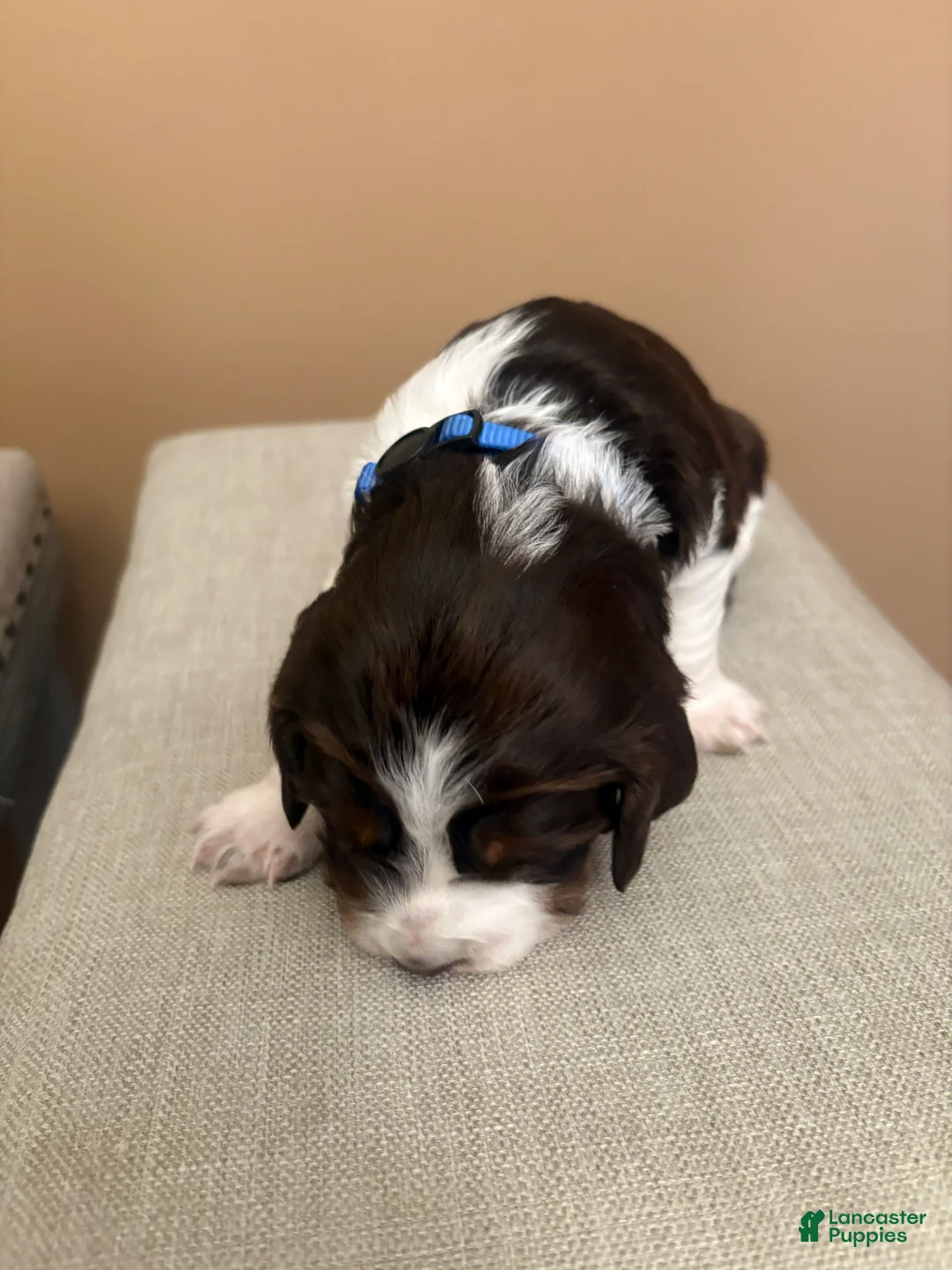 English Springer Spaniel dogs for sale: English Springer Spaniel 5 - Ad 2