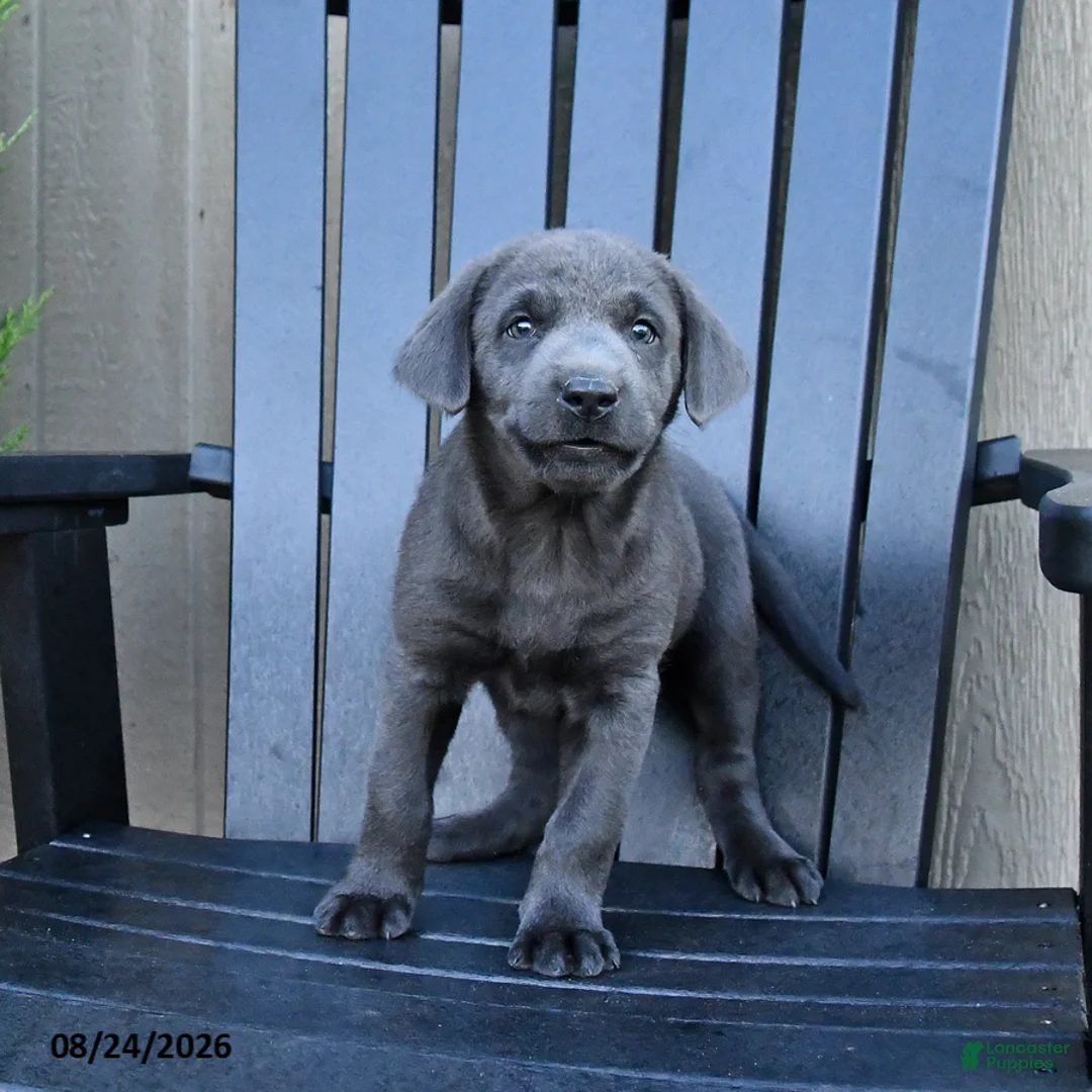 Labrador Retriever dogs for sale: Haven - Ad 2
