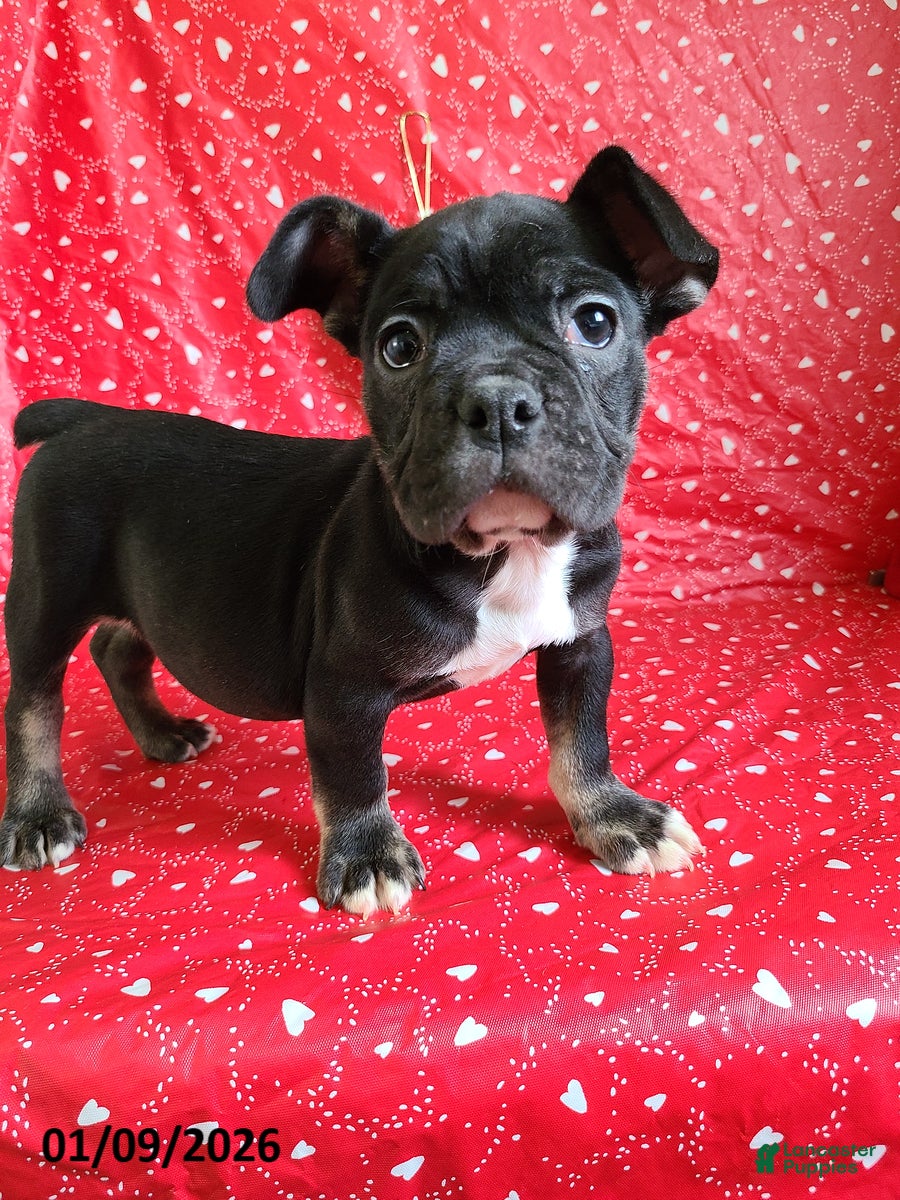 French Bulldog dogs Flint - Ad 13