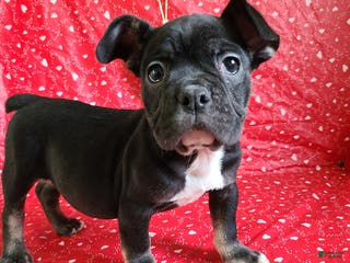 French Bulldog dogs Flint - Ad 14
