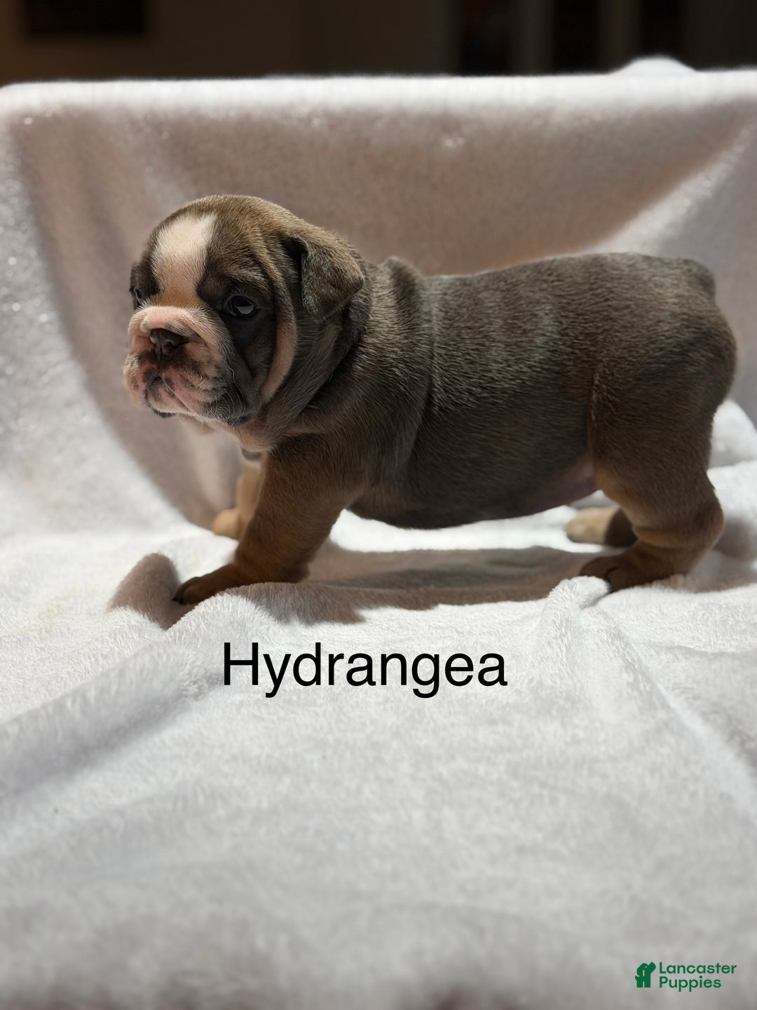 English Bulldog dogs for sale: English Bulldog Puppy 4 - Ad 8