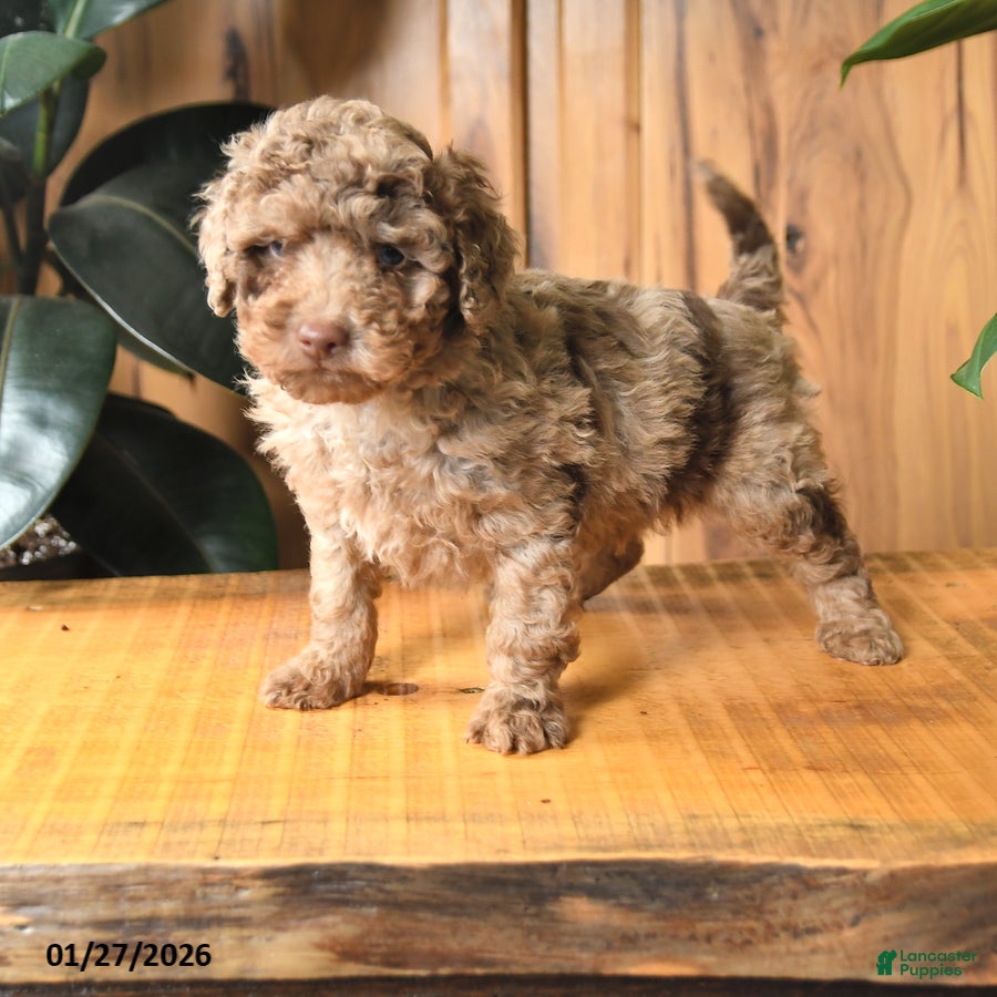 Miniature Poodle dogs Bingo - Ad 15