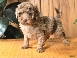 Miniature Poodle dogs Bingo - Ad 15