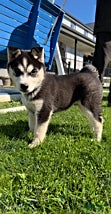 Chester (Siberian Husky, Male) in Bird in Hand, PA