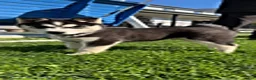 Siberian Husky dogs for sale: Chester - Ad 1