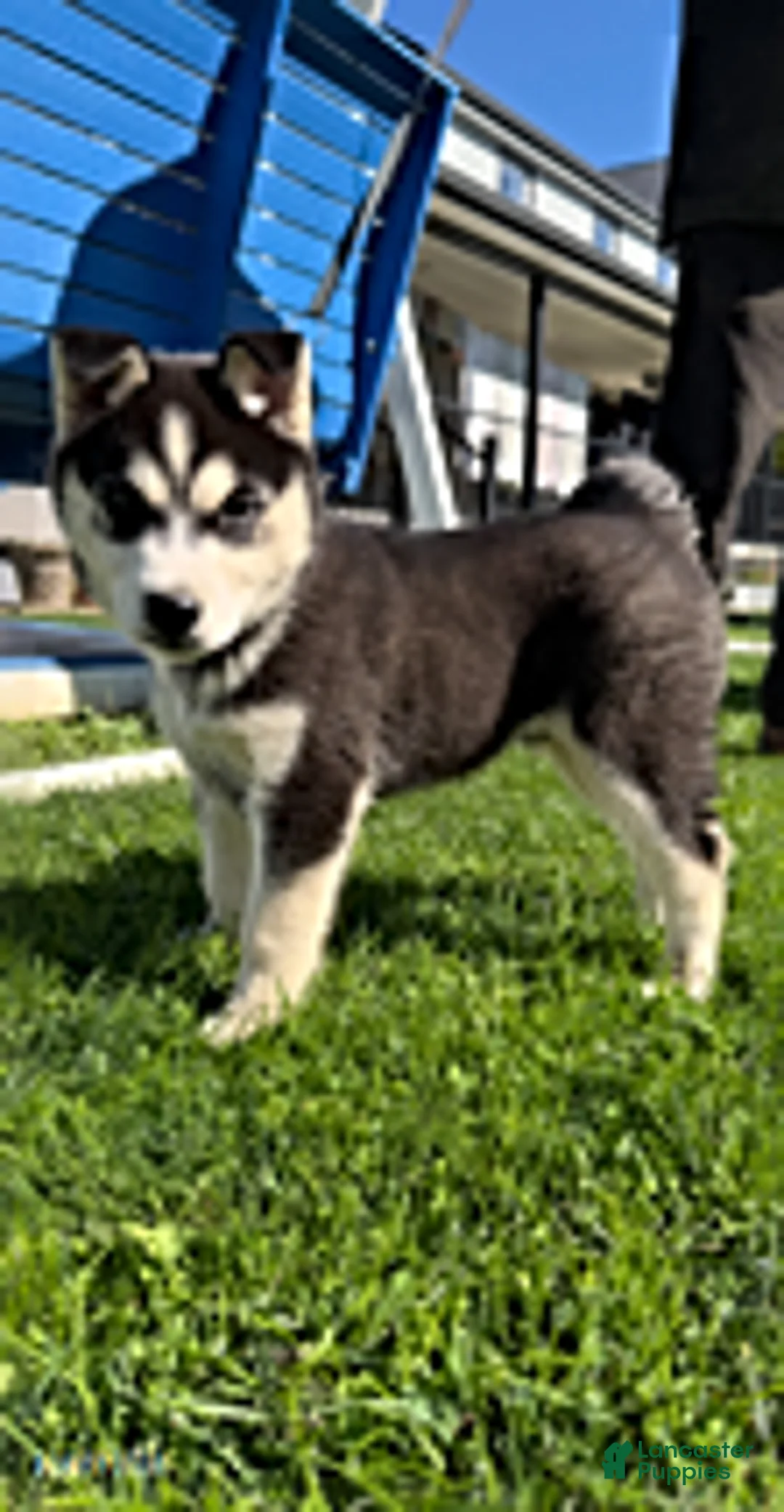 Siberian Husky dogs for sale: Chester - Ad 1