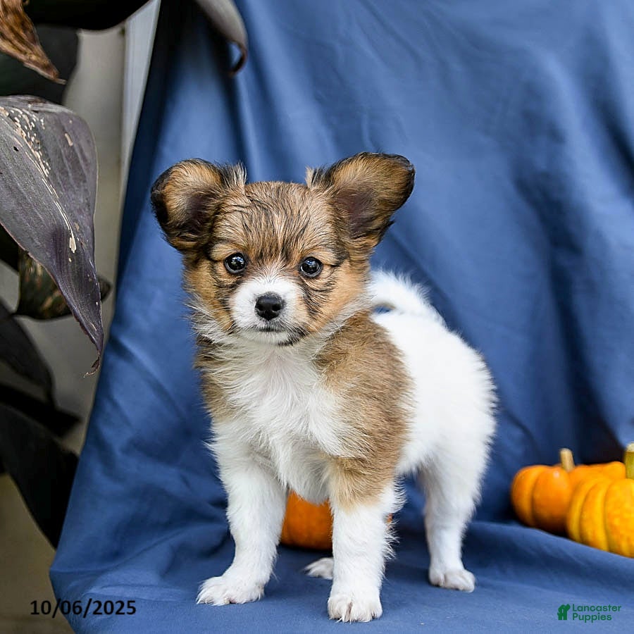 club-papillon様　12月 Papillon vol.84-新年SP!-のチケット情報｜ライブポケット