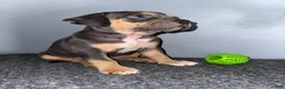 American Bully dogs for sale: Hershey - Ad 5