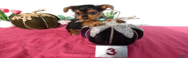 Yorkshire Terrier 3 Boz