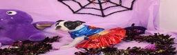 Boston Terrier dogs for sale: Kiki the Little Firecracker - Ad 6