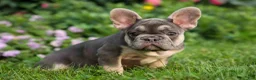 French Bulldog dogs for sale:  Flora Jane 🩷 - Ad 8