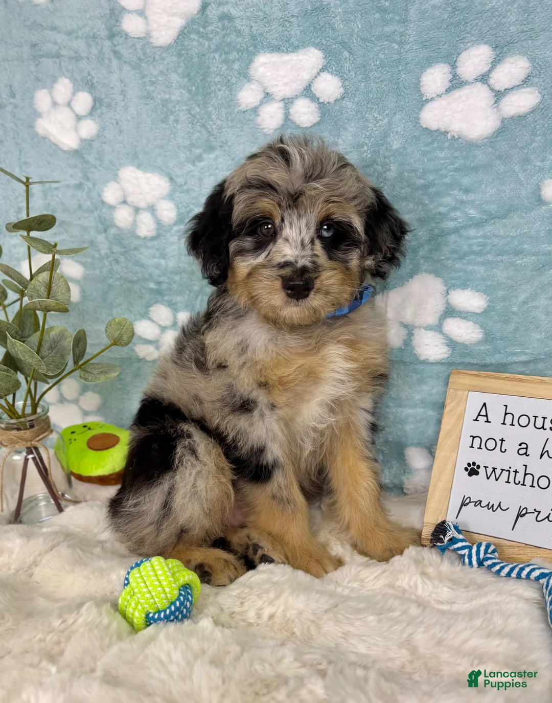 Mini Bernedoodle dogs for sale: Benny  - Ad 5