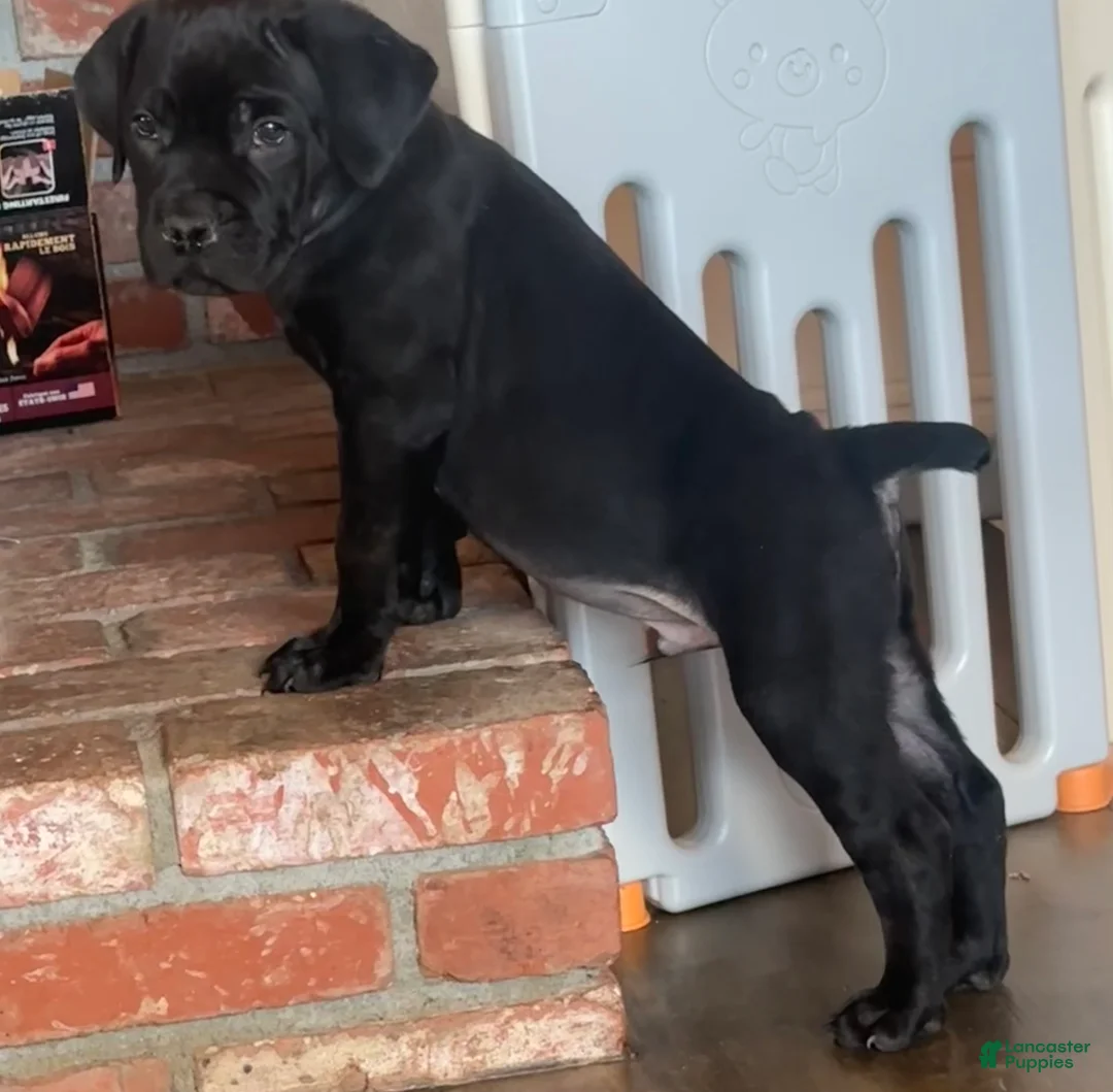 Cane Corso dogs for sale: Captain - Ad 4