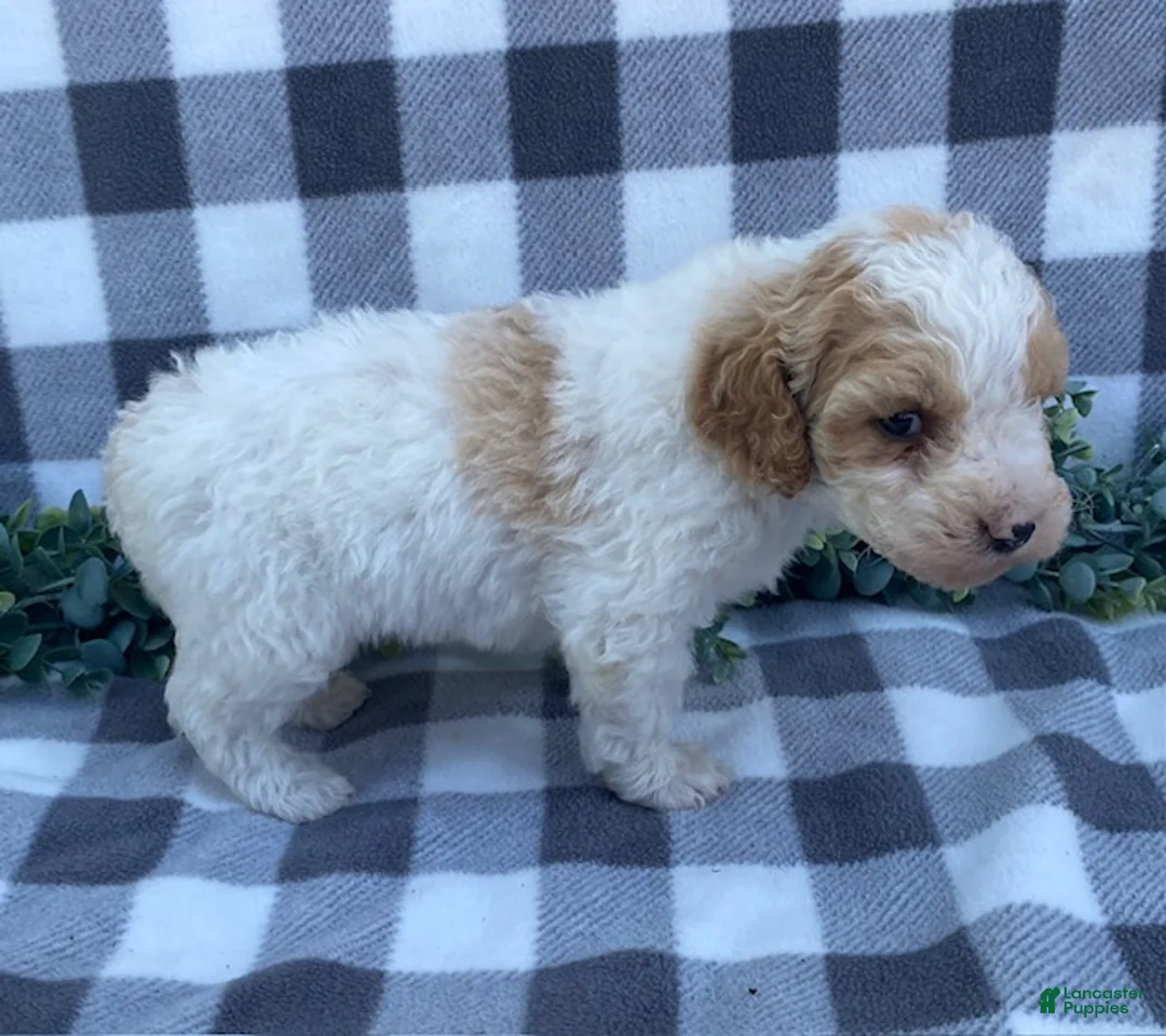 Mini Goldendoodle dogs for sale: Larson- tiny - Ad 4
