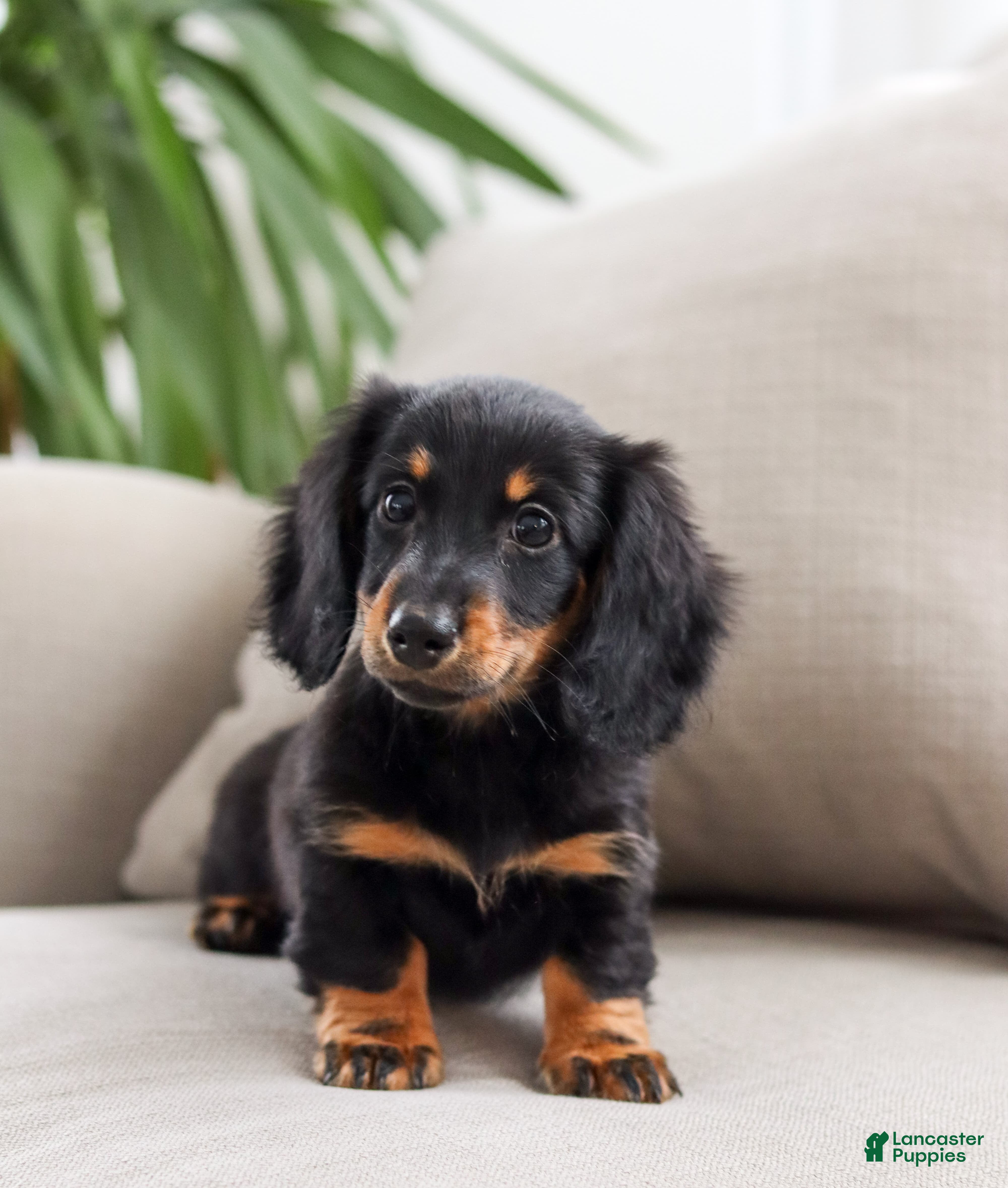 Miniature Dachshund dogs Indigo - Ad 15