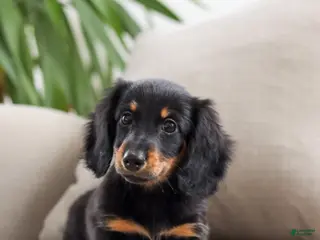 Miniature Dachshund dogs Indigo - Ad 15