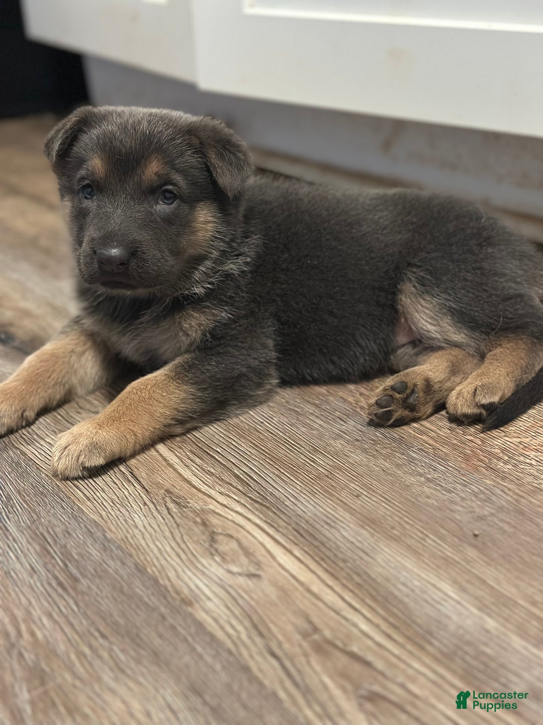 German Shepherd dogs for sale: German Shepherd Puppy 6 - Ad 3