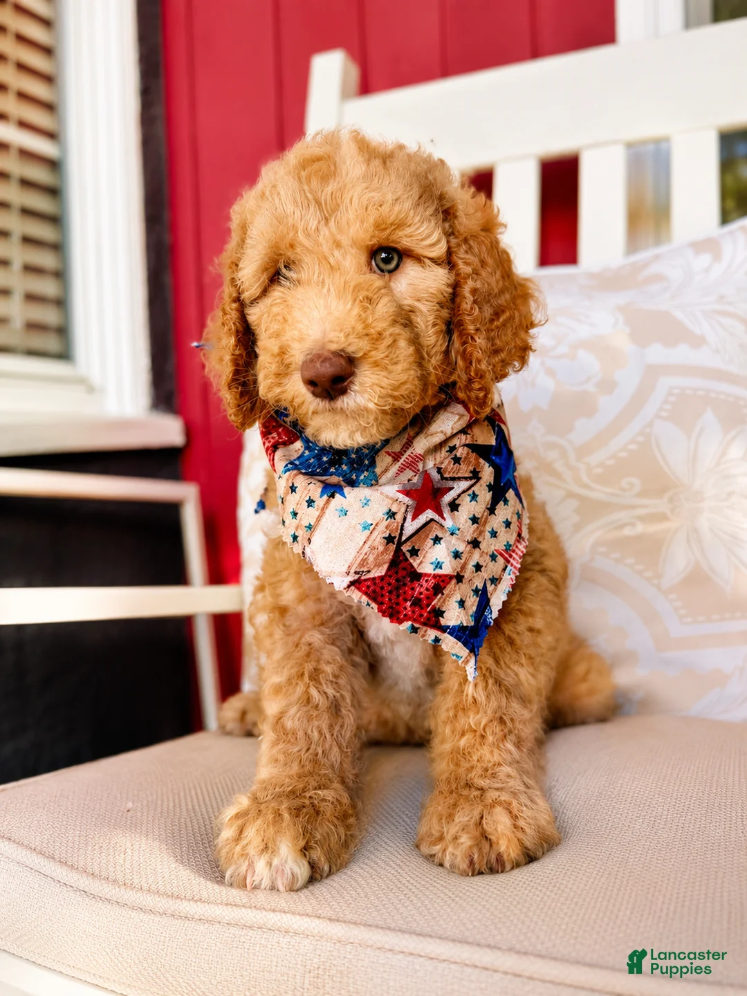 Standard Poodle dogs for sale: Standard Poodle Puppy 3 - Ad 1