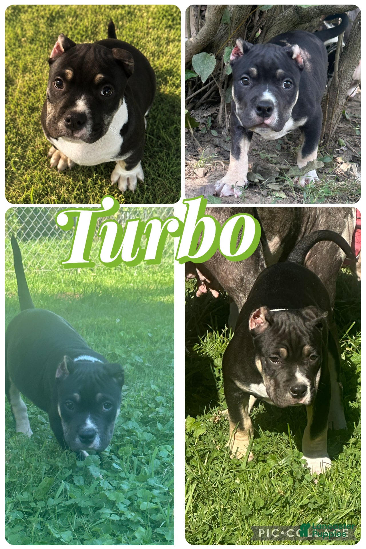 American Bully dogs Turbo - Ad 39
