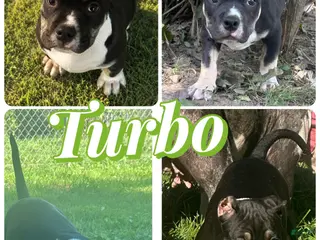 American Bully dogs Turbo - Ad 39