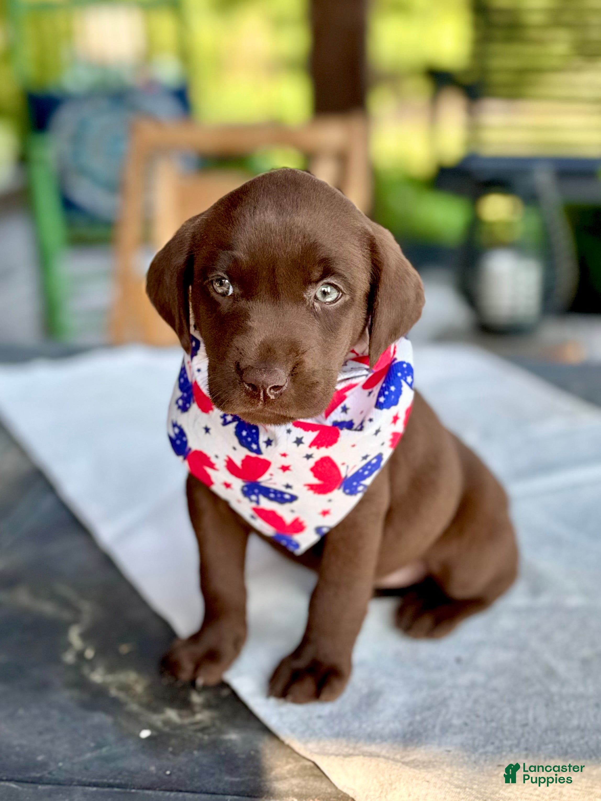 Labrador Retriever dogs Labrador Retriever 4 - Ad 4