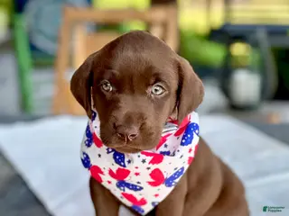 Labrador Retriever dogs Labrador Retriever 4 - Ad 4