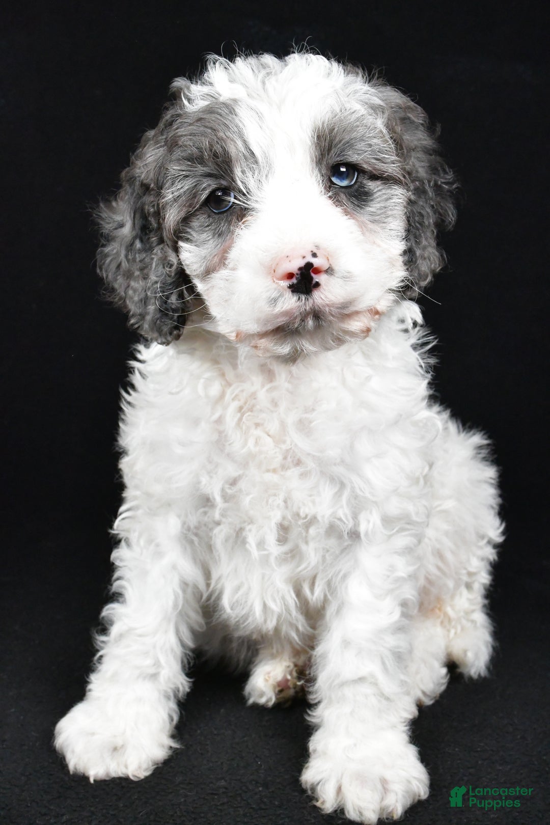 Cockapoo dogs for sale: Rowen - Ad 1