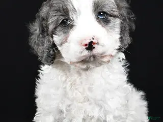 Cockapoo dogs Rowen - Ad 10