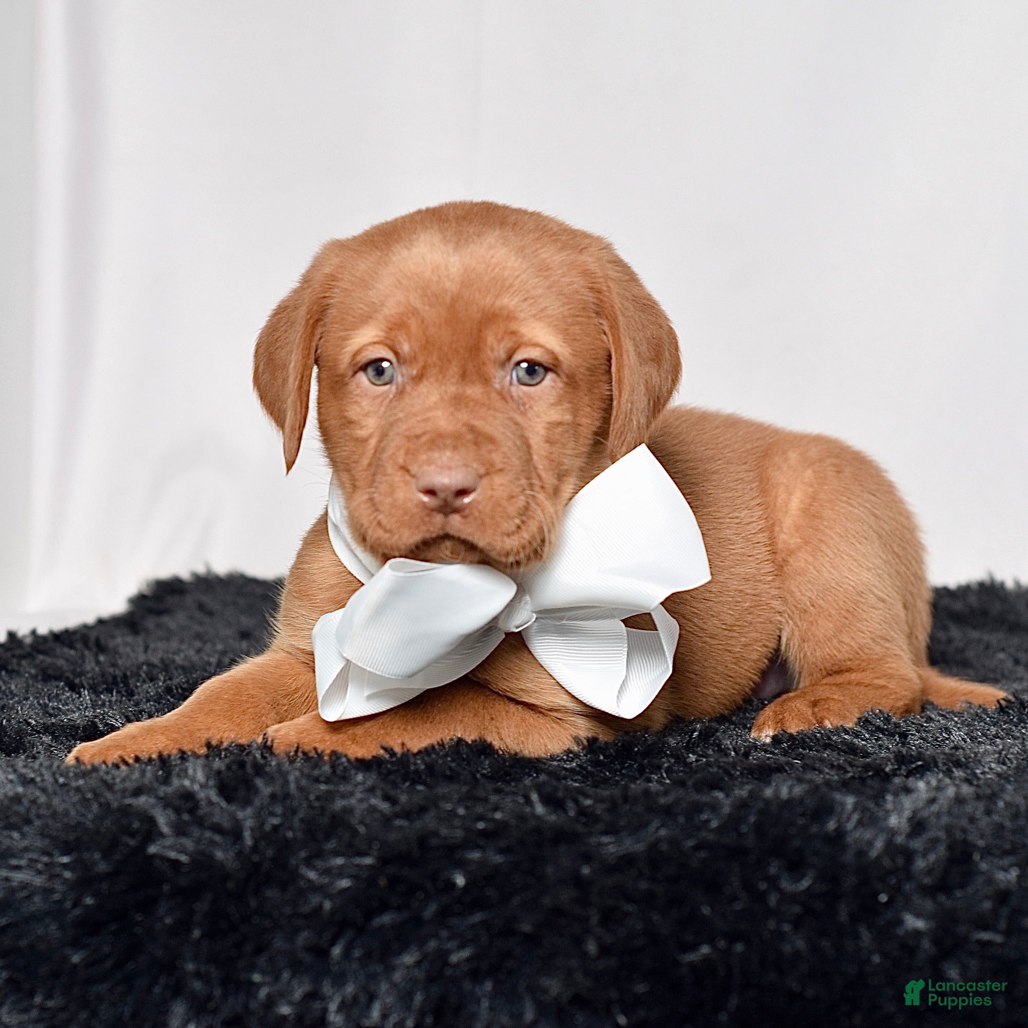 Labrador Retriever dogs Cooper - Ad 2