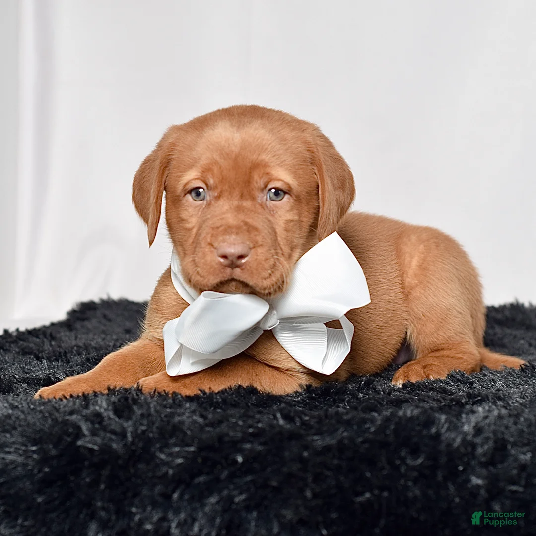 Labrador Retriever dogs for sale: Cooper - Ad 2