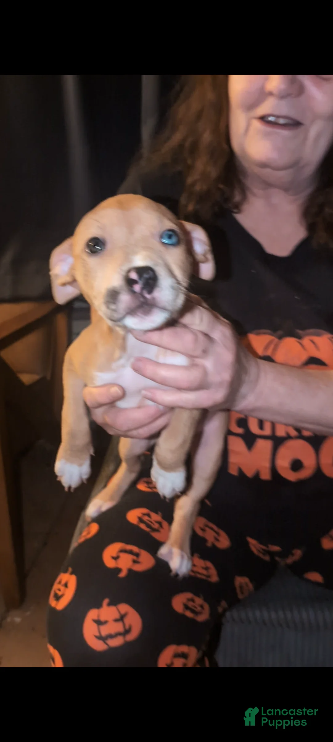 American Bully dogs for sale: American Bully Puppy 6 - Ad 1