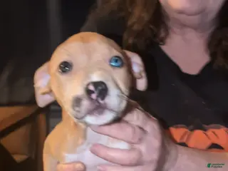 American Bully dogs American Bully Puppy 6 - Ad 7