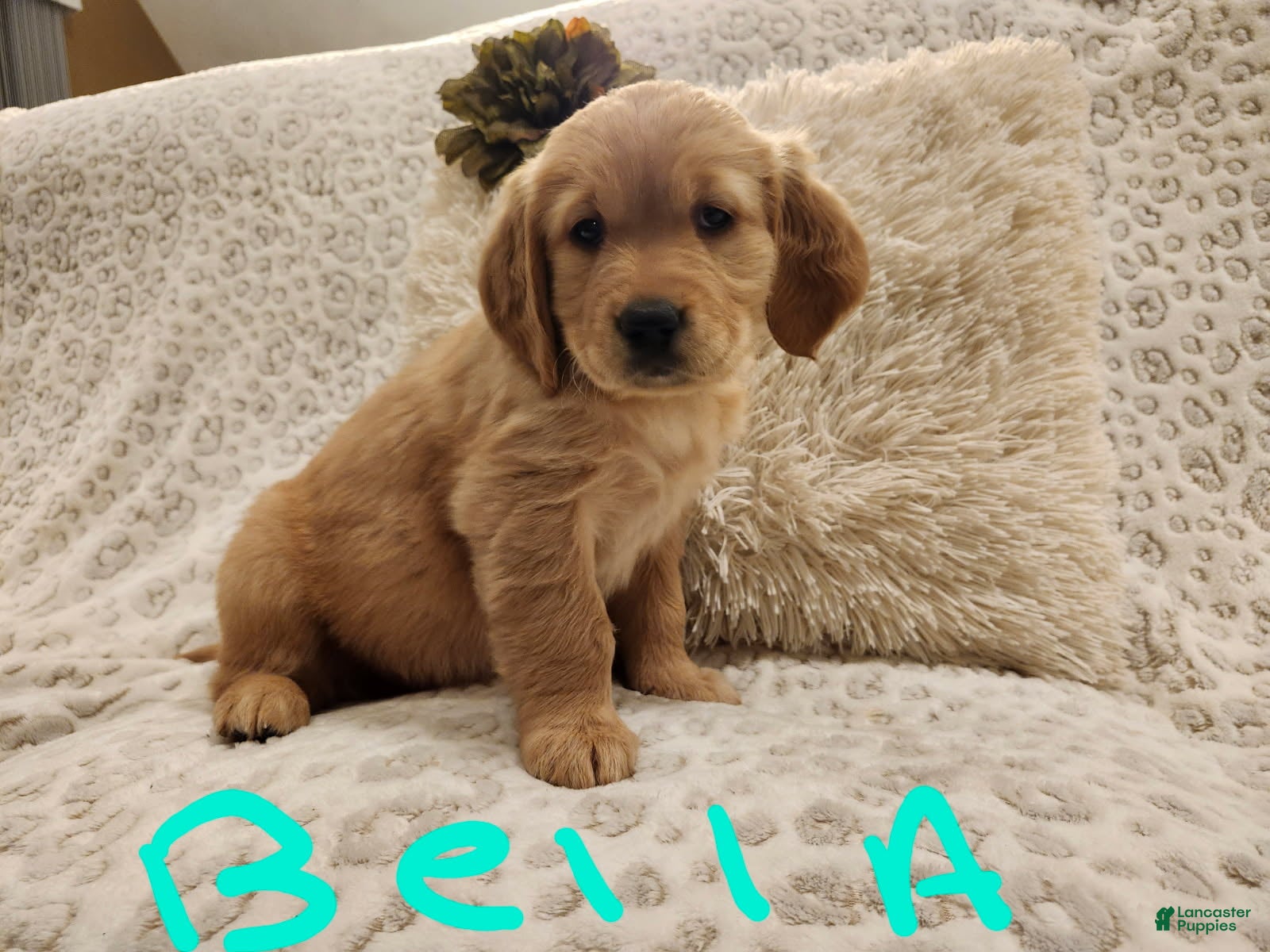 Golden Retriever dogs Golden Retriever Puppy Bella - Ad 9