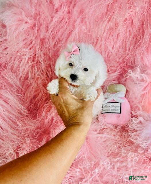 Toy Poodle dogs Toy Poodle 1 - Ad 1
