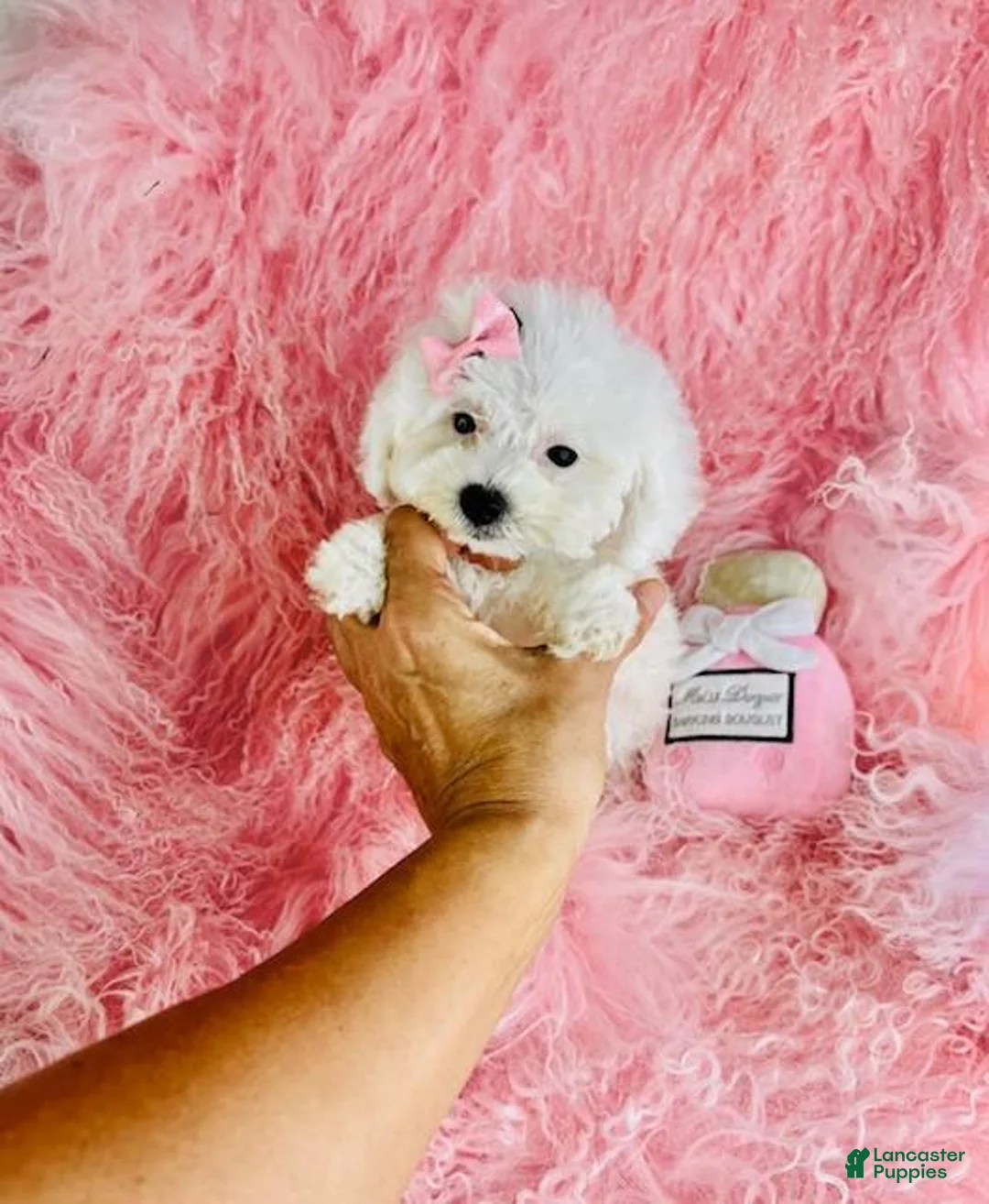 Toy Poodle dogs for sale: Toy Poodle 1 - Ad 1