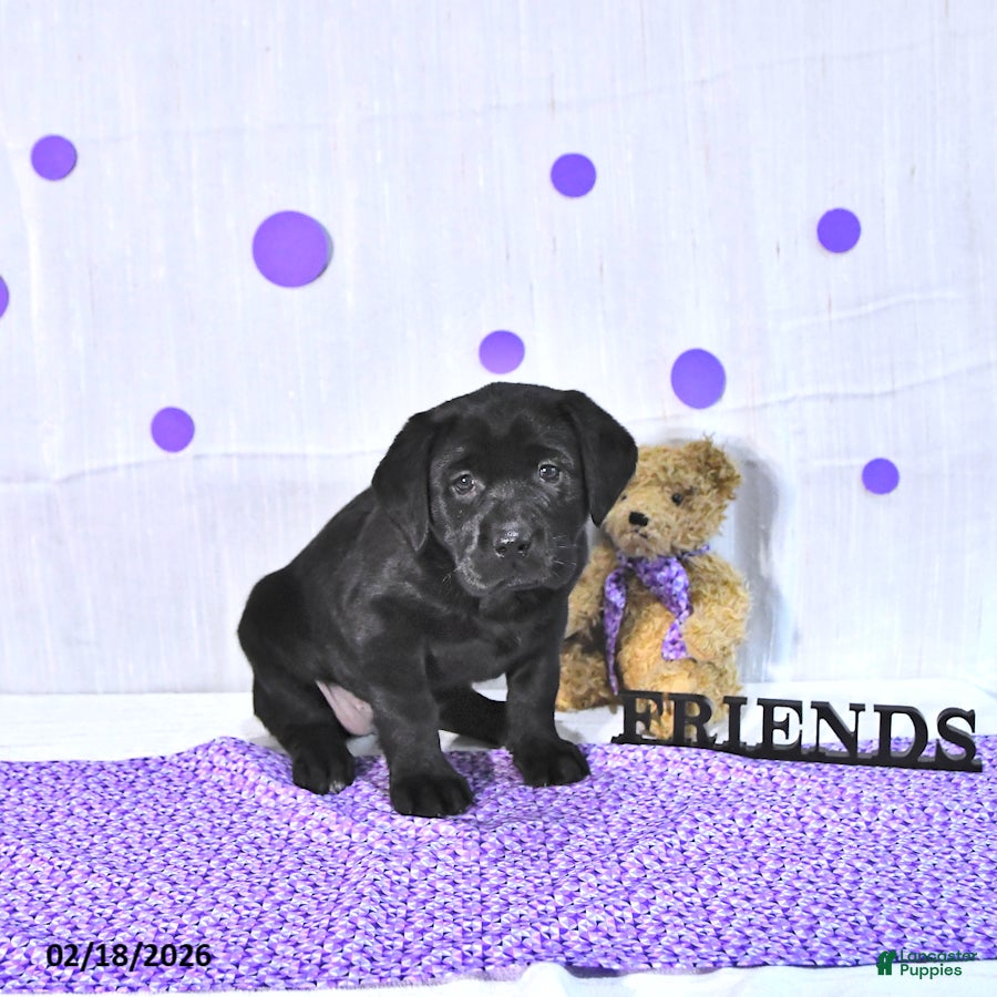 Labrador Retriever dogs Princess - Ad 2