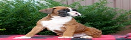 Boxer dogs for sale: Alex  - Ad 3
