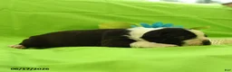 Boston Terrier dogs for sale: Vixon - Ad 3