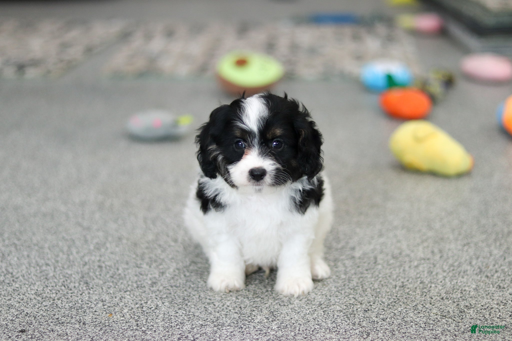 Cavapoo dogs Hunter - Ad 2