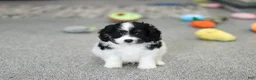 Cavapoo dogs for sale: Hunter - Ad 2