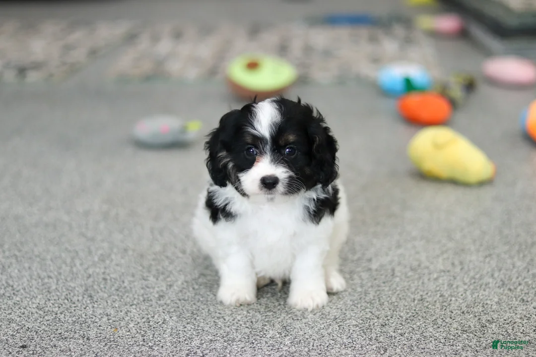 Cavapoo dogs for sale: Hunter - Ad 2