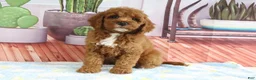 Mini Goldendoodle dogs for sale: Kassie - Ad 4
