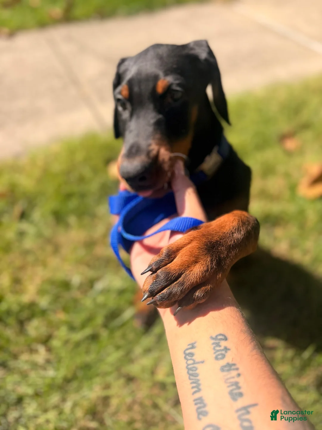 Doberman Pinscher dogs for sale: Doberman Pinscher 2 - Ad 1