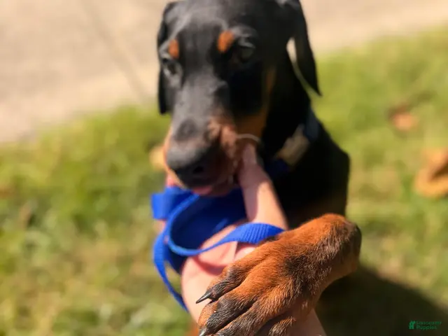 Doberman Pinscher dogs for sale: Doberman Pinscher 2 - Ad 42