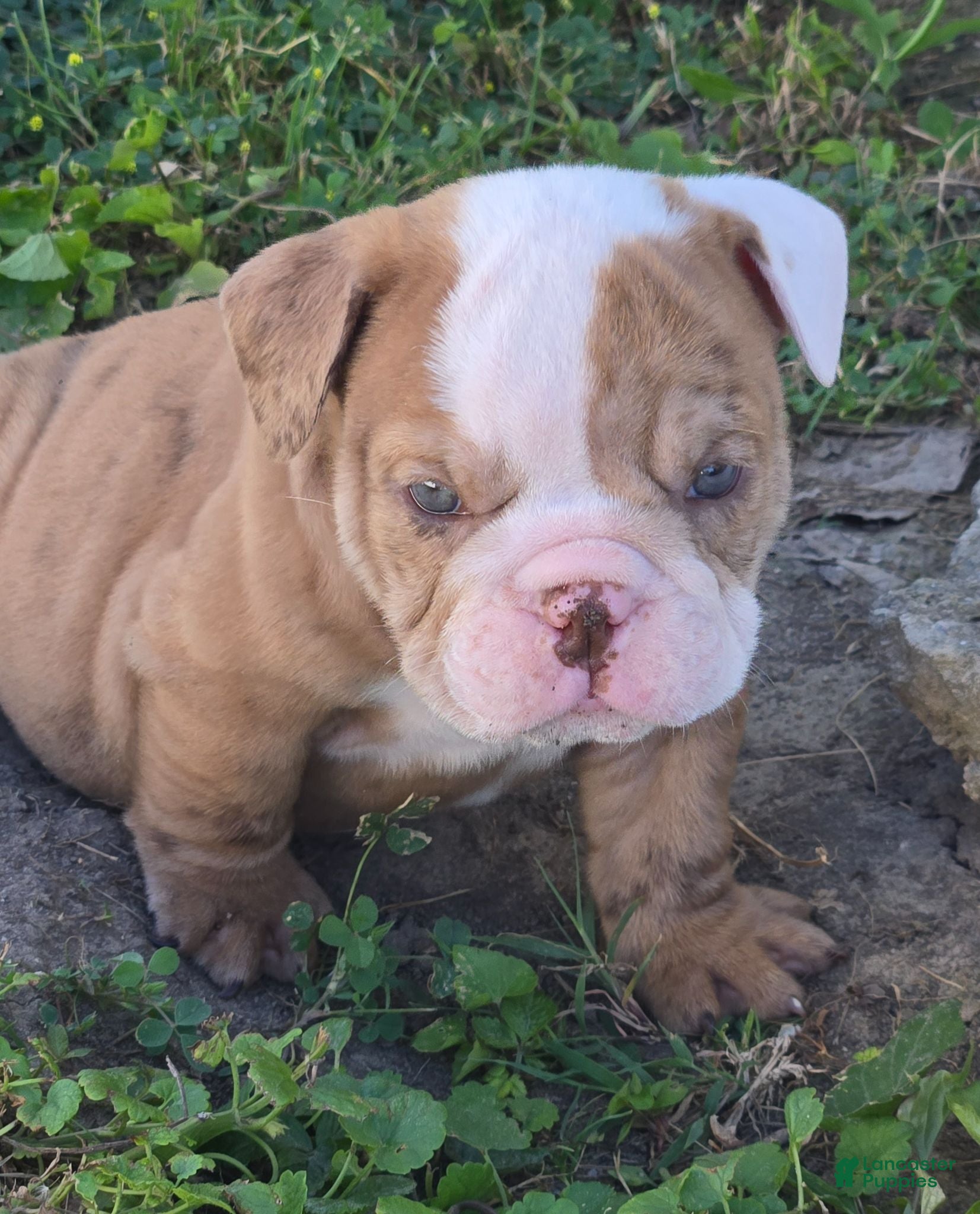 English Bulldog dogs Bella - Ad 2
