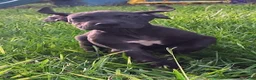 Great Dane dogs for sale: Max - Ad 5