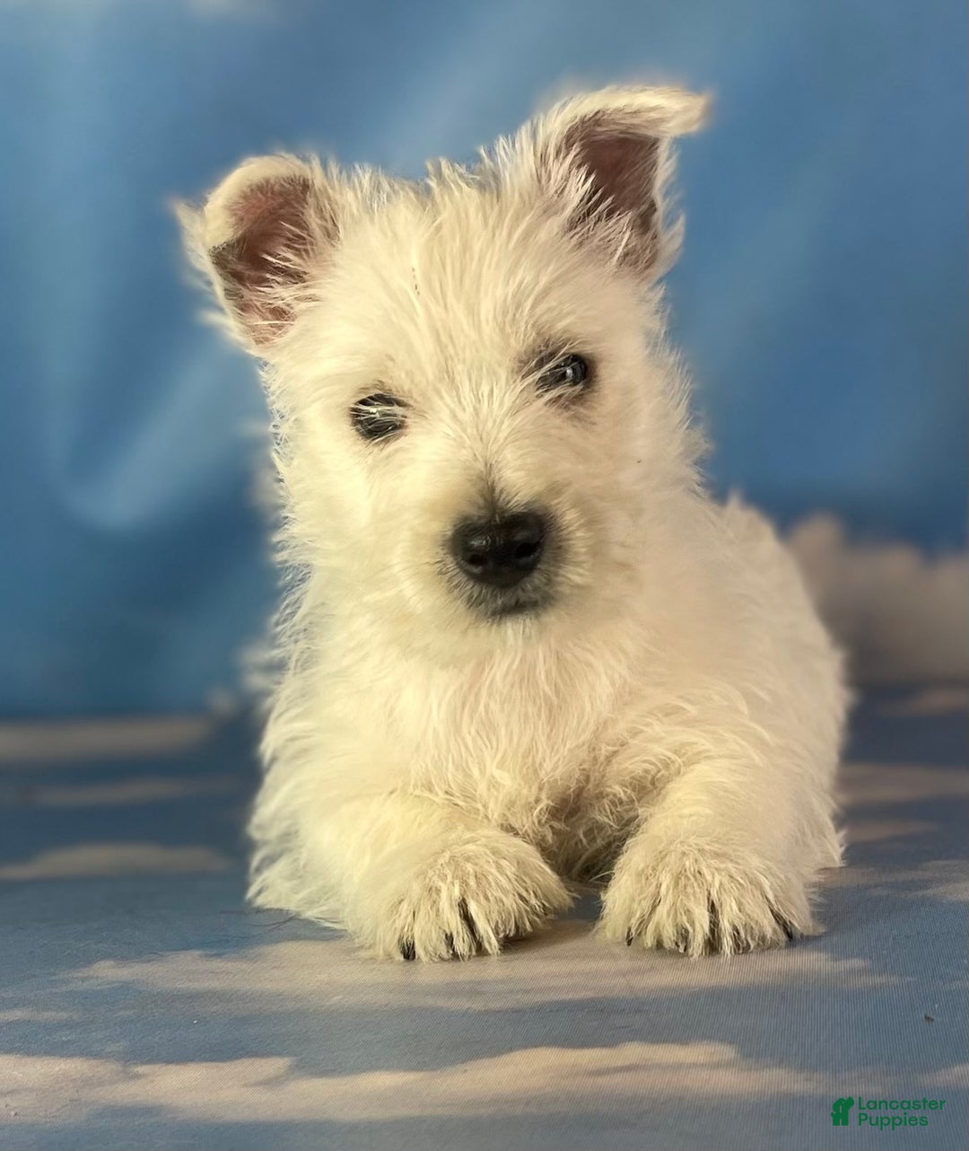 Westie Puppy Cut Traditional Westie Haircut Traditional Westie Cut