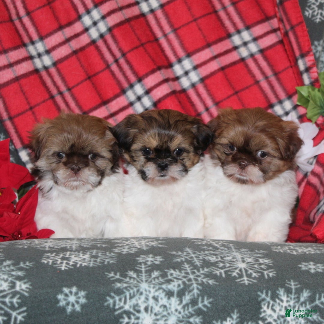 Shih Tzu dogs for sale: Mitzey  - Ad 5
